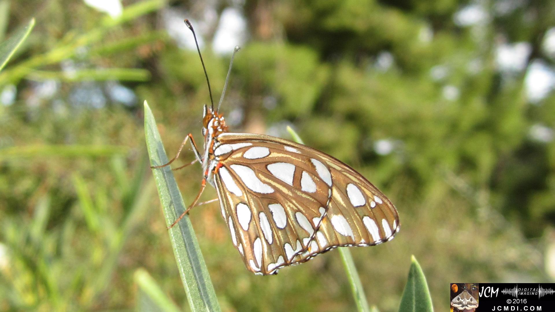20160920 IMG_0796 Gulf Fritillary Butterfly emerged in sunlight.jpg
